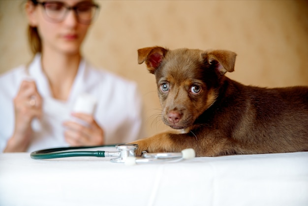 Mujer veterinaria examinando la salud del perro Spitz en clínica