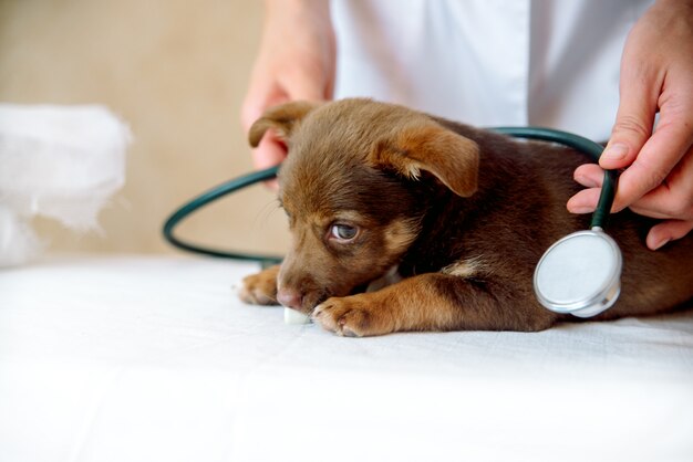 Mujer veterinaria examinando la salud del perro Spitz en clínica