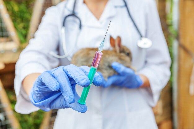 Mujer veterinaria con jeringa sosteniendo e inyectando un conejo