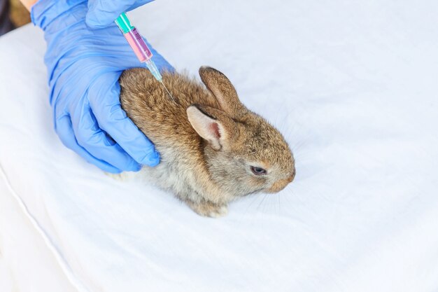 Mujer veterinaria con jeringa sosteniendo e inyectando un conejo