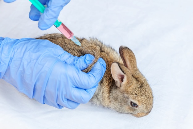 Mujer veterinaria con jeringa sosteniendo e inyectando conejo