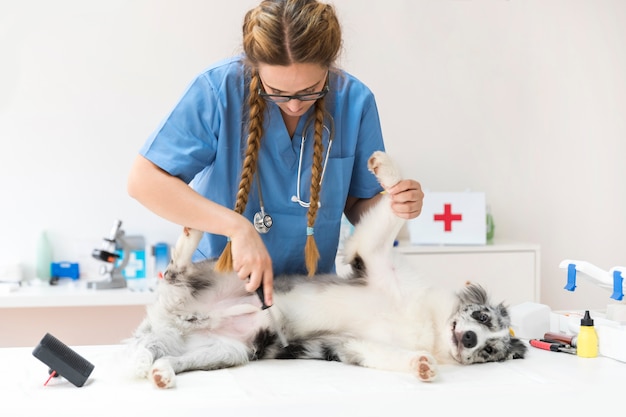 Mujer veterinaria peinando pelo de perro con peinilla para pulgas