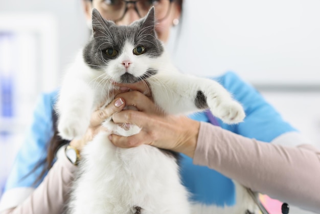 Mujer veterinaria sosteniendo gato esponjoso en primer plano de la clínica