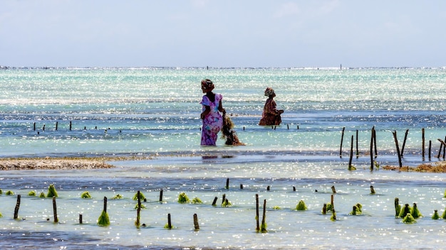 Mujeres africanas trabajan en plantaciones de algas en la isla de Zanzíbar, Tanzania.