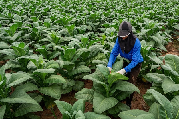 Mujeres agricultoras agrícolas que trabajan en campos de tabaco.