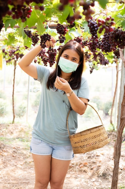 Foto las mujeres agricultoras cosechan uvas en los viñedos durante la epidemia de covid-19
