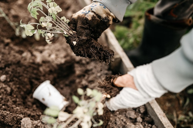 Mujeres ancianas manos de ancianas plantando plántulas de brotes verdes de tomates vegetales en el suelo de la tierra en una cama de jardín en el patio trasero de la aldea. Agricultura de subsistencia