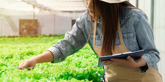 Mujeres asiáticas con roble verde en granjas de hortalizas hidropónicas y controlando la raíz de Greenbo y la calidad