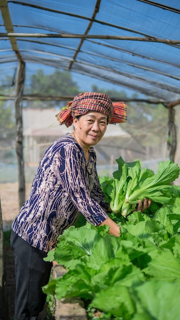 las mujeres cultivan mostaza, hojas de mostaza, repollo vegetal, repollo de granja