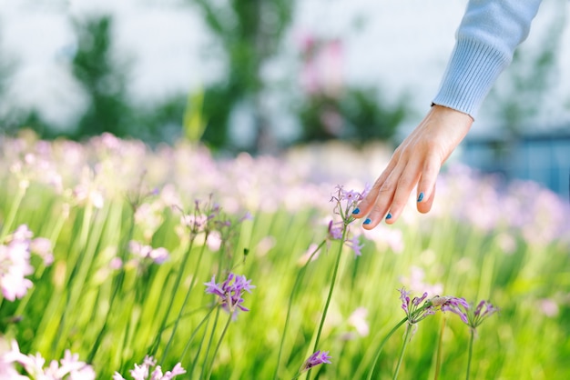 Mujeres y flores en el campo. mano de las mujeres tocando la flor morada con espacio de copia