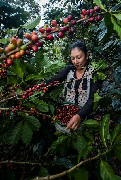 Mujeres latinoamericanas cosechando café en sus fincas desde varios ángulos