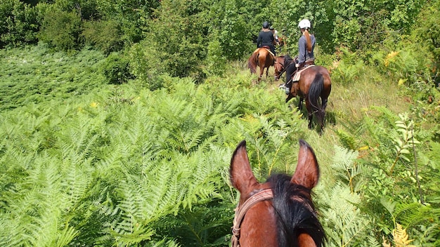 Mujeres montando a caballo en medio de plantas en el bosque