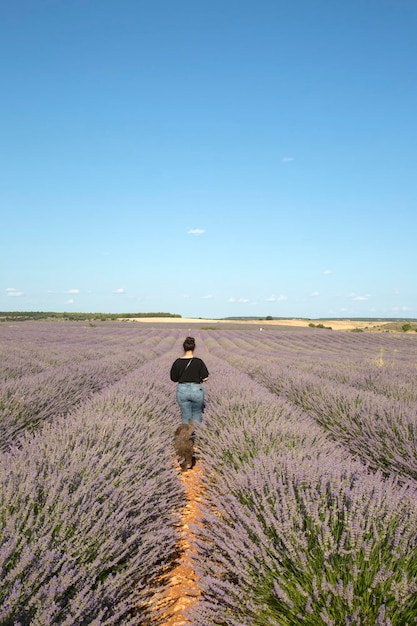 Mujeres y Perro de Agua Español en Campos de Lavanda en Brihuega, Guadalajara, España