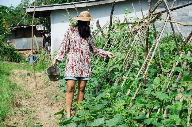 Las mujeres tailandesas cosechan agricultura Vigna unguiculata subsp sesquipedalis en cultivos de plantas en el jardín en Phatthalung Tailandia