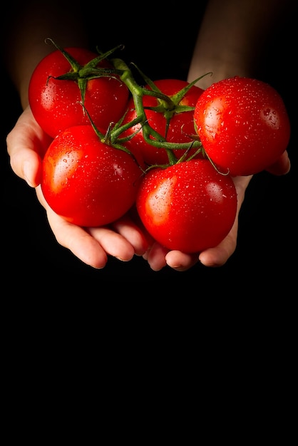 Mujeres con tomates frescos Alimentos verduras agricultura