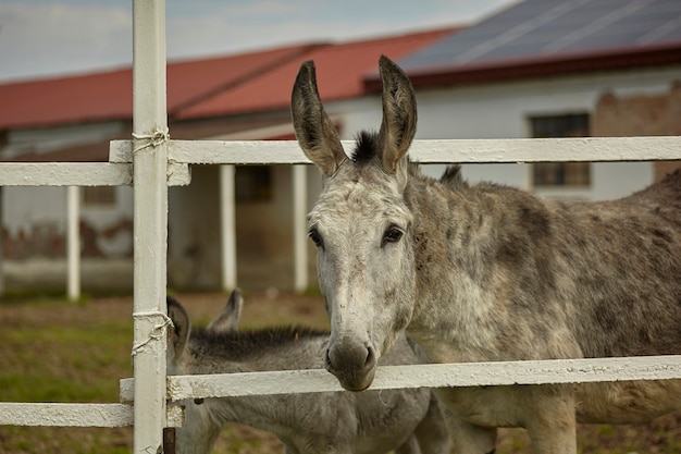 Mula o burro gris detrás de las rejas del recinto en el que está encerrado en una granja al aire libre