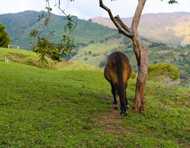 Mula pastando en las montañas de Colombia en prados naturales.