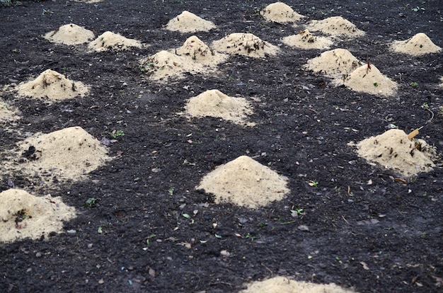 Mulching subiu arbustos. um monte de roseiras colhidas estão espalhadas com serragem de madeira e hastes para preservação no inverno