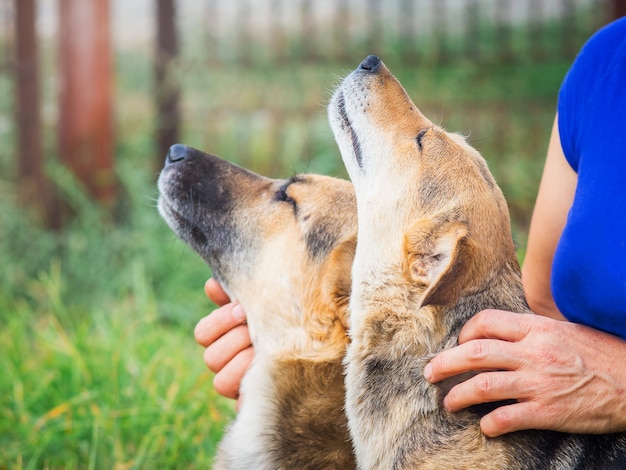 Foto mulher acariciando seus cachorros favoritos na fazenda