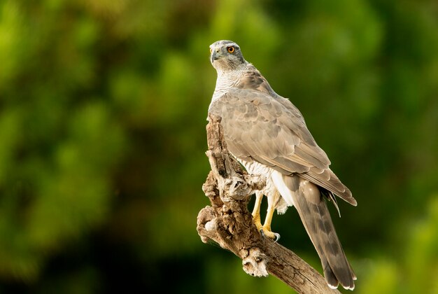 Mulher adulta açor do norte em sua torre de vigia favorita em uma floresta de pinheiros com a última luz do dia