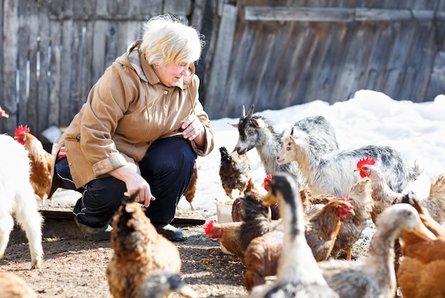 Mulher adulta feliz que cuida de cabras e galinhas na fazenda