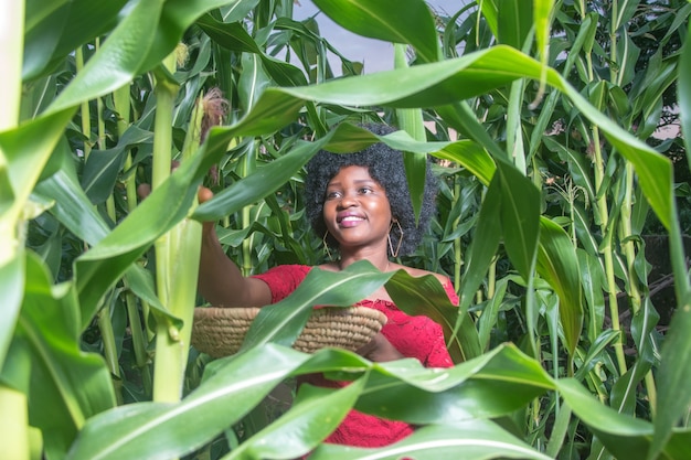 Mulher africana trabalhadora com um vestido vermelho e cabelo afro, colhendo milho na fazenda