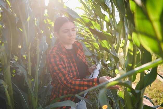 Mulher agricultora agrônoma no campo de milho trabalhadora agrícola analisando o desenvolvimento da colheita