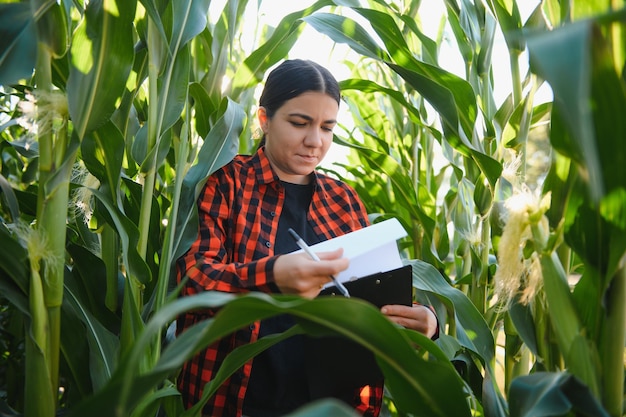 Mulher agricultora agrônoma no campo de milho trabalhadora agrícola analisando o desenvolvimento da colheita