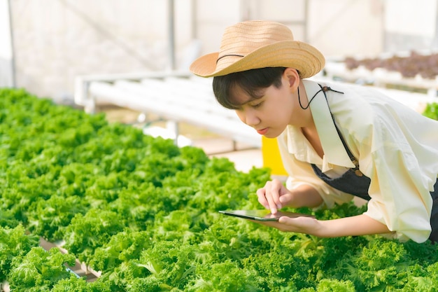 Mulher agricultora asiática que trabalha na fazenda de saladasÁsia feminina Cultivando vegetais para um negócio atacadista no mercado fresco