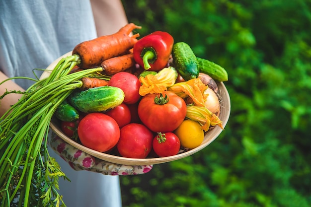 Mulher agricultora colhe legumes no jardim Foco seletivo