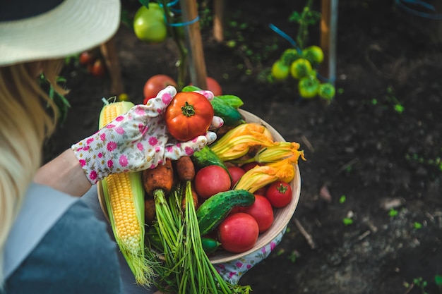 Mulher agricultora colhe legumes no jardim Foco seletivo