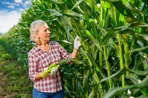 Mulher agricultora colhendo milho