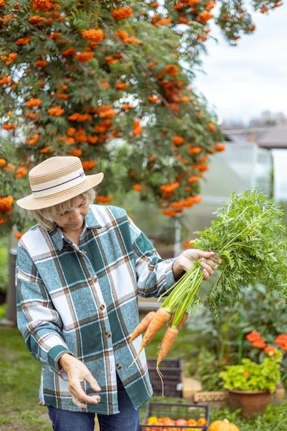 Mulher agricultora examinando a colheita de cenouras