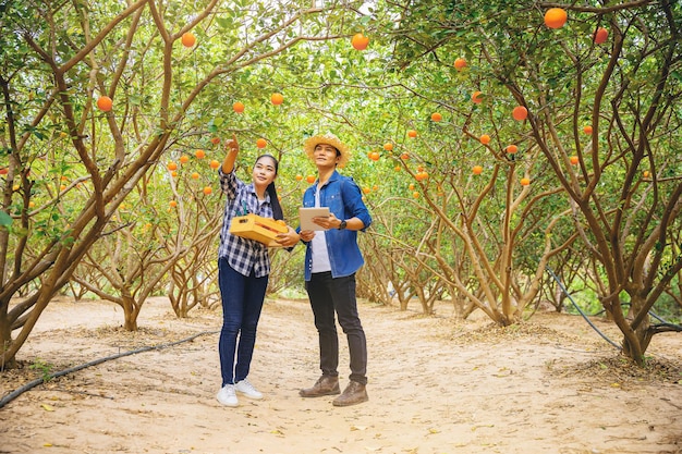 Mulher agricultora laranja com cliente inspecionando a coleta de laranja para negócios no ensolarado jardim laranja