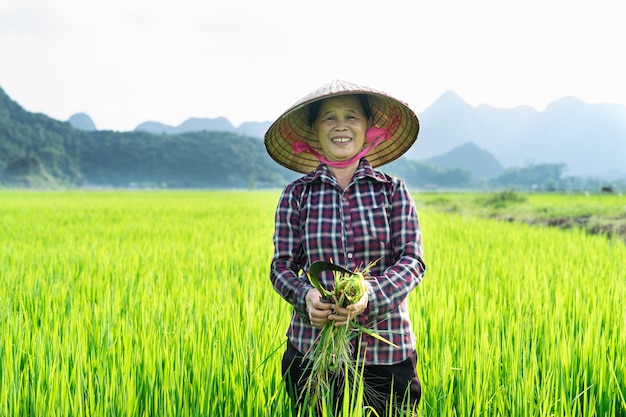 Mulher agricultora no campo de arroz