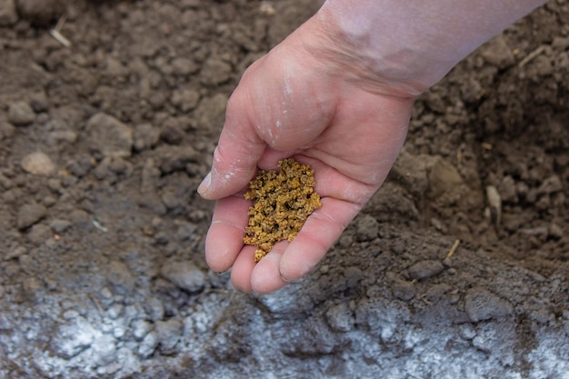 Mulher agricultora semeia sementes de beterraba