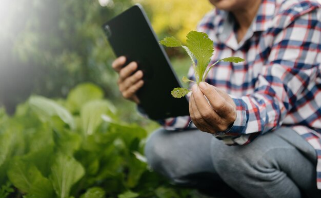 Foto mulher agricultora usando computador tablet digital em aplicação de tecnologia de campo em atividade de cultivo agrícola na luz da manhã