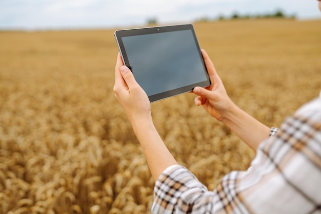 Mulher agrônoma em um campo com um tablet verifica o crescimento da colheita Novo conceito de colheita