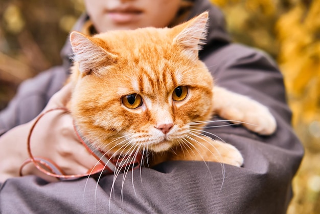 Mulher andando com grande gato ruivo na coleira no parque Foco seletivo no gato