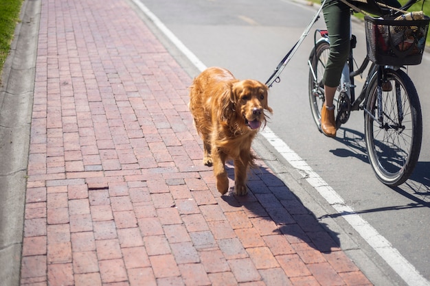 Mulher andando de bicicleta com o cachorro na rua