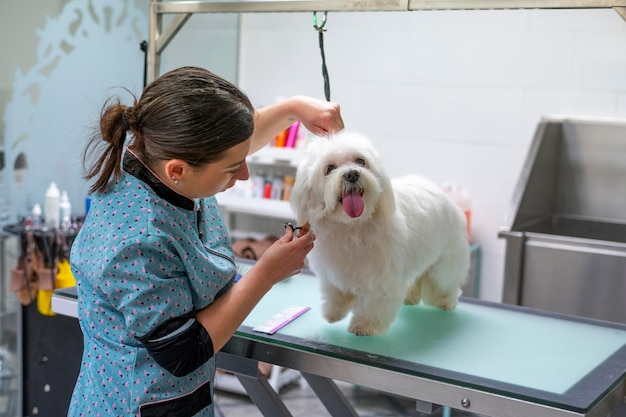 Foto mulher arrumadora cuidando de um pequeno cão maltês em uma mesa de arrumamento