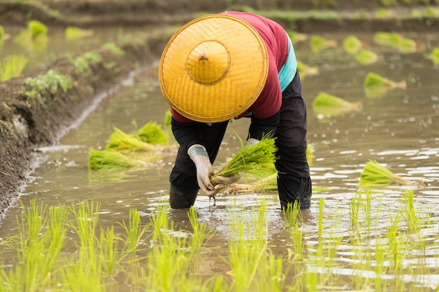 Mulher asian, ligado, a, arroz, campo, agricultor, plantar, arroz, broto, em, tailandia