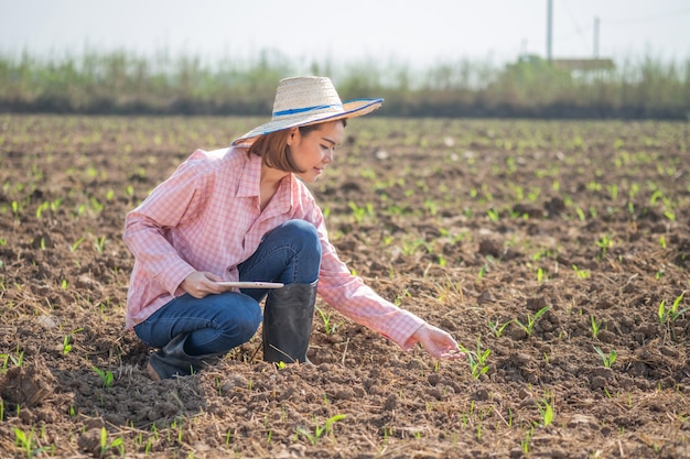 Mulher asiática do fazendeiro usar camisa rosa e chapéu segurando tablet planta milho na fazenda