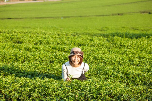 Mulher asiática na plantação de chá