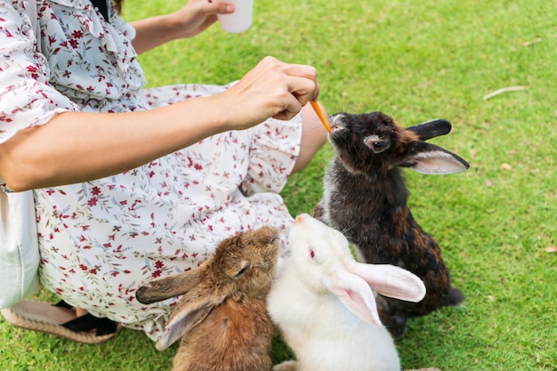 Mulher asiática nova alimentando coelhos com uma cenoura no gramado verde.