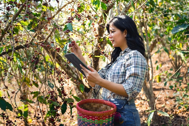 Mulher asiática usa tecnologia para estudar com informações sobre grãos de café crus na fazenda