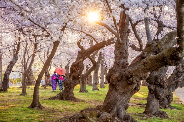 Mulher asiática vestindo quimono japonês no jardim de sakura