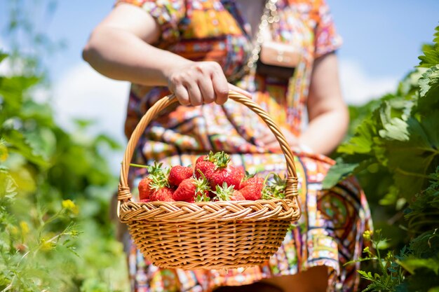 Mulher bonita asiática está colhendo morango no jardim de frutas em um dia ensolarado. Morangos orgânicos maduros frescos em uma cesta de madeira, enchendo uma cesta cheia de frutas. Colheita de frutas da estação ao ar livre.