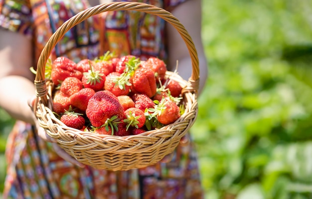 Mulher bonita asiática está colhendo morango no jardim de frutas em um dia ensolarado. morangos orgânicos maduros frescos em uma cesta de madeira, enchendo uma cesta cheia de frutas. colheita de frutas da estação ao ar livre.