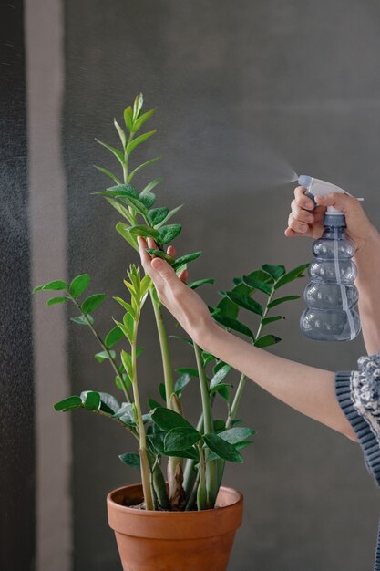 Mulher branca regando e hidratando flores em casa cuidados com plantas regando e transplantando flores